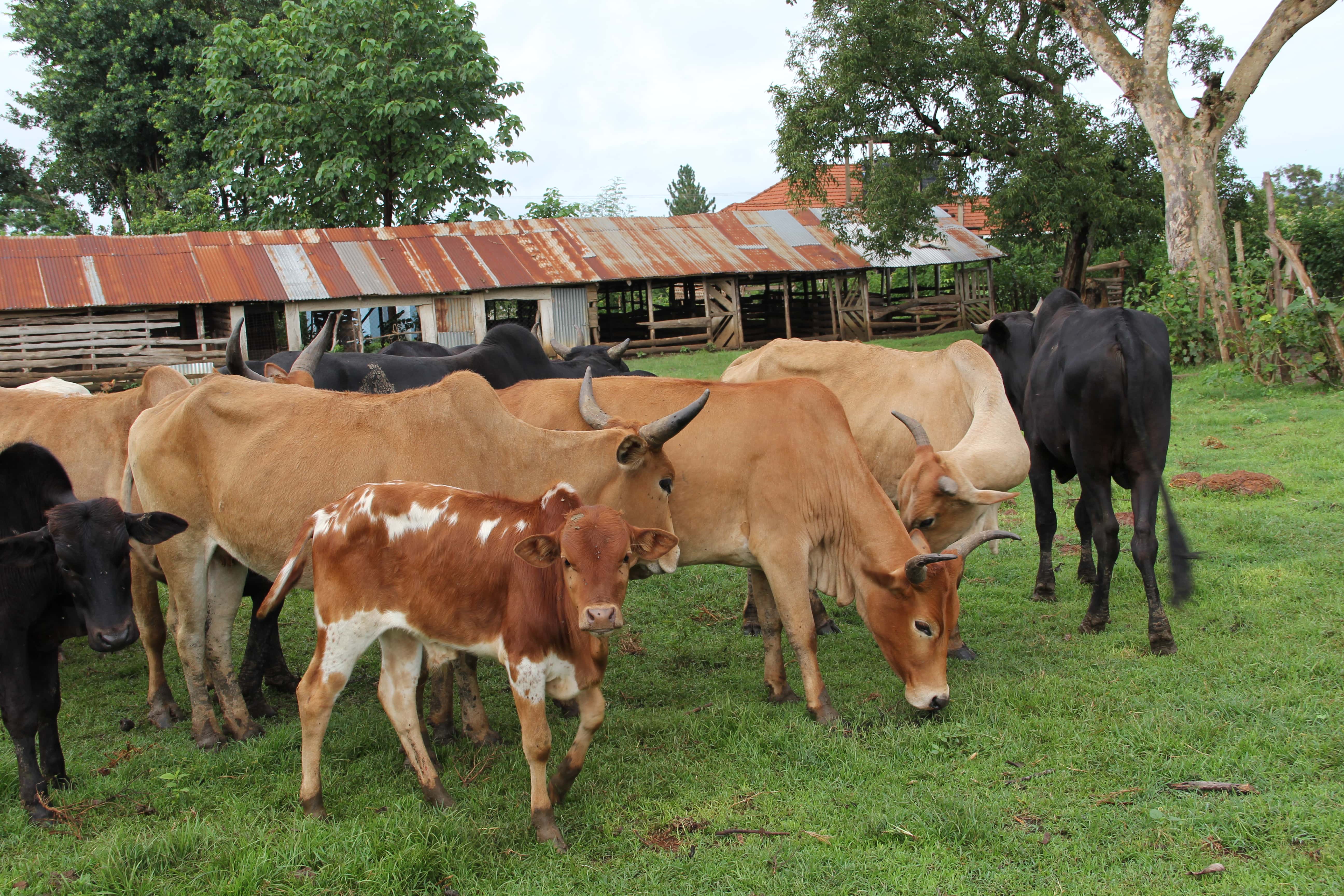 Farmore integrated organic farm — photo 1