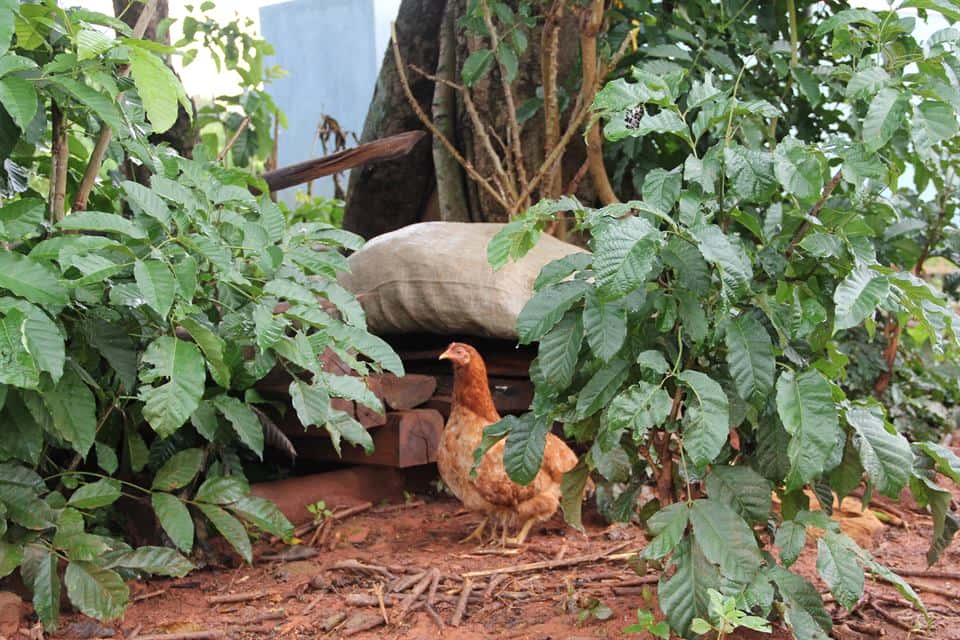 Farmore integrated organic farm — photo 2