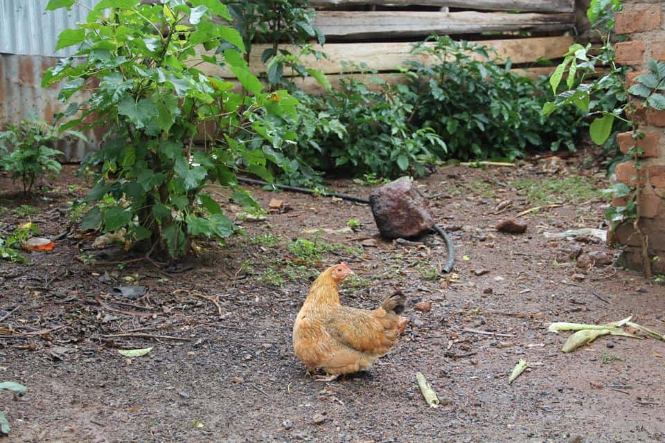 Farmore integrated organic farm — photo 3