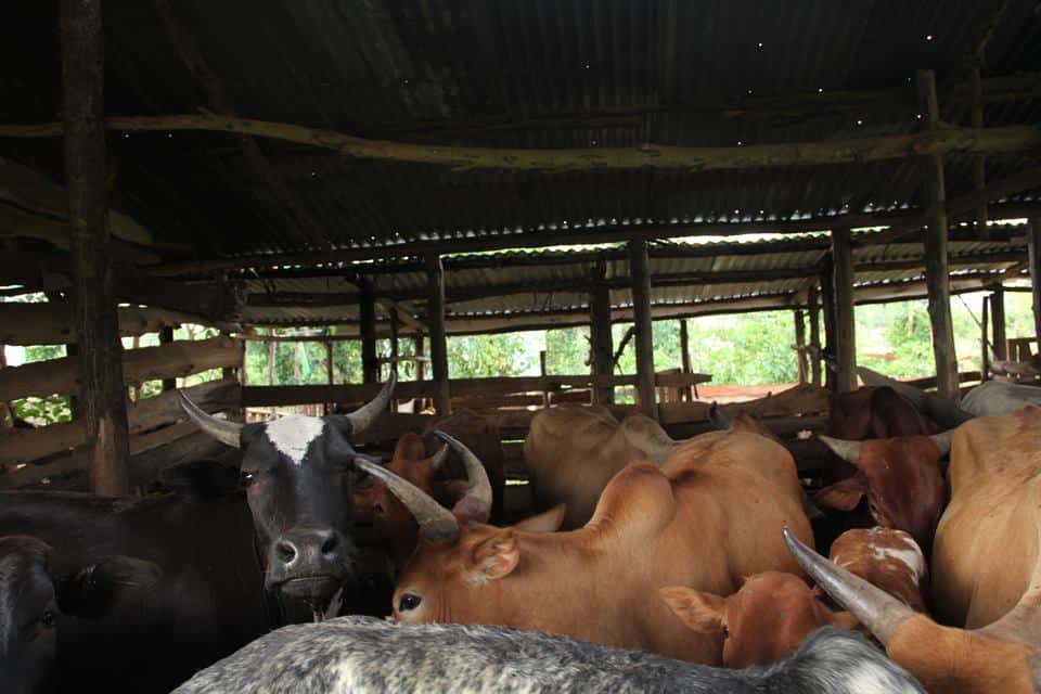 Farmore integrated organic farm — photo 5