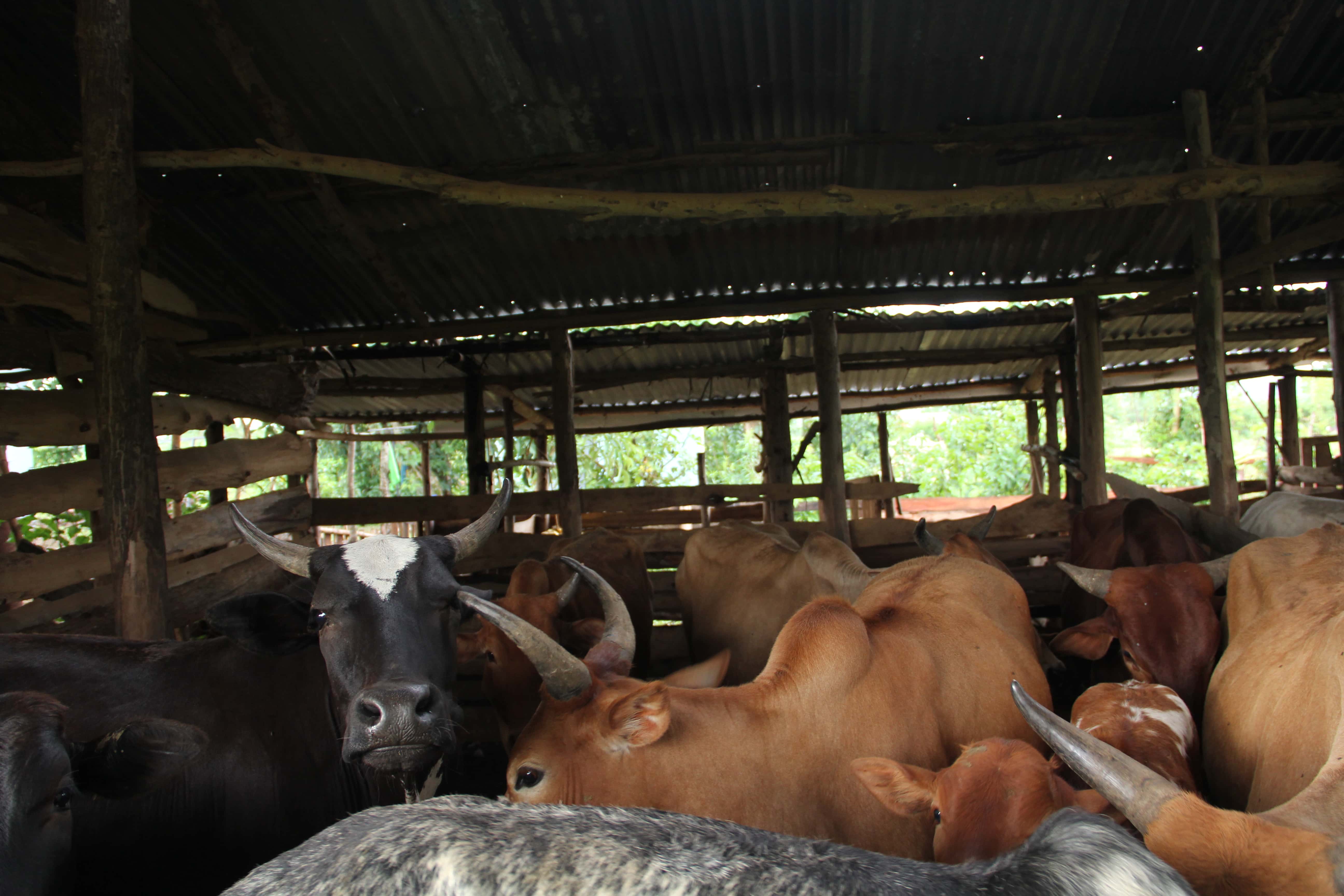Integrated organic farm at Farmore Limited, Tororo
