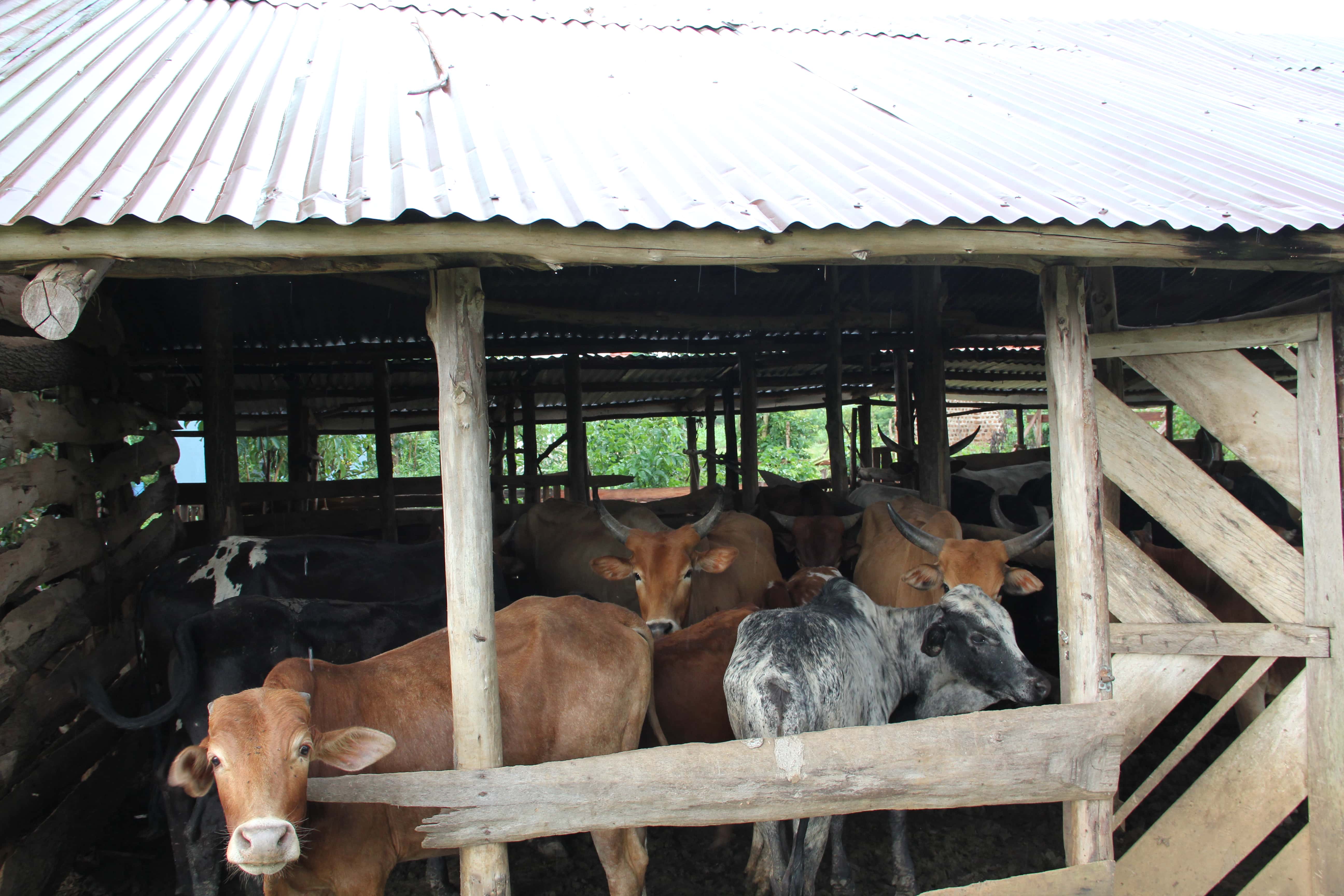 Goat & livestock at Farmore Limited, Tororo