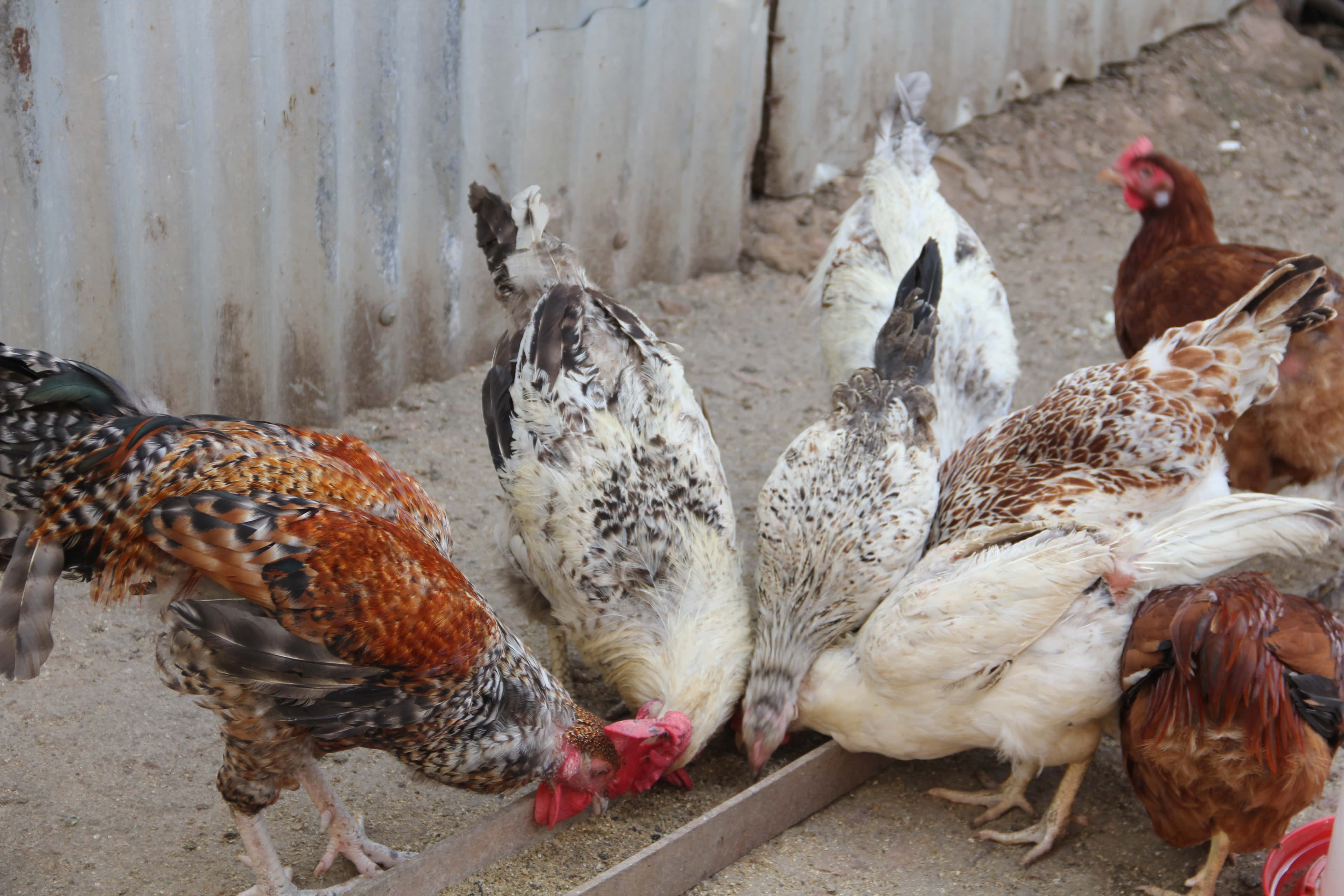 Organic poultry production at Farmore Limited, Tororo